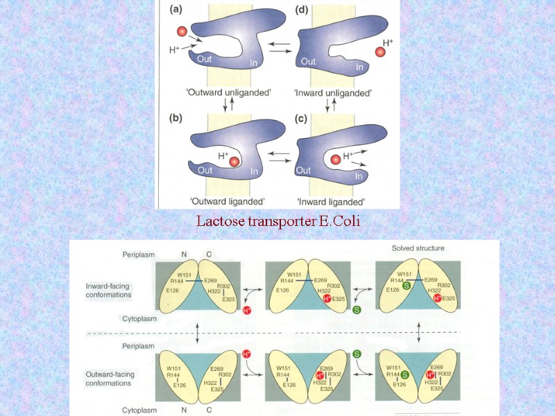 Lactose transporter E.Coli